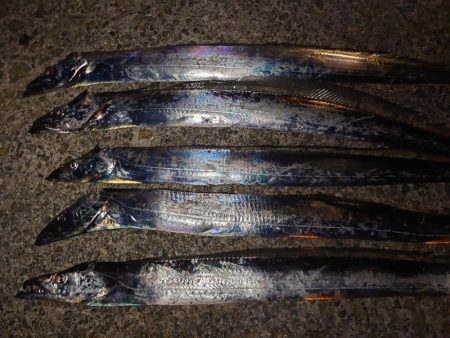 タチウオ狙い🎣