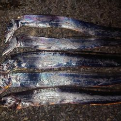 今年最後にしようかな…太刀魚テンヤ…