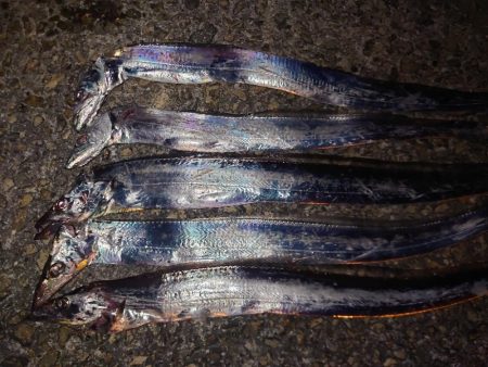 今年最後にしようかな…太刀魚テンヤ…
