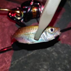 初心者アジング🎣