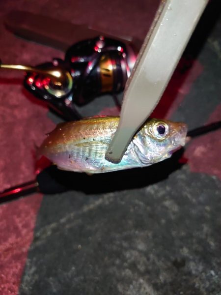 初心者アジング🎣