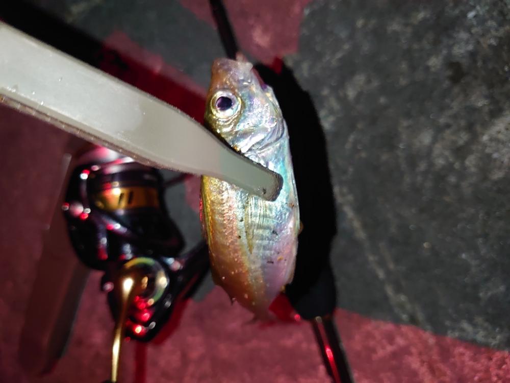 初心者アジング🎣
