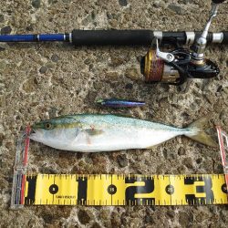 久しぶりのショアジギング🎣…