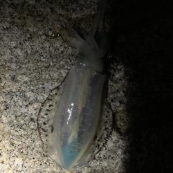 アオリイカ新子祭り