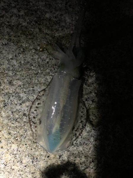 アオリイカ新子祭り