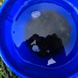 旧中川 ようやく1束釣れる