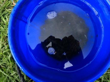 旧中川 ようやく1束釣れる