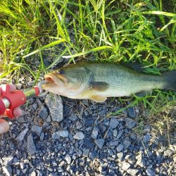 初めてブラックバス釣りました(^^)