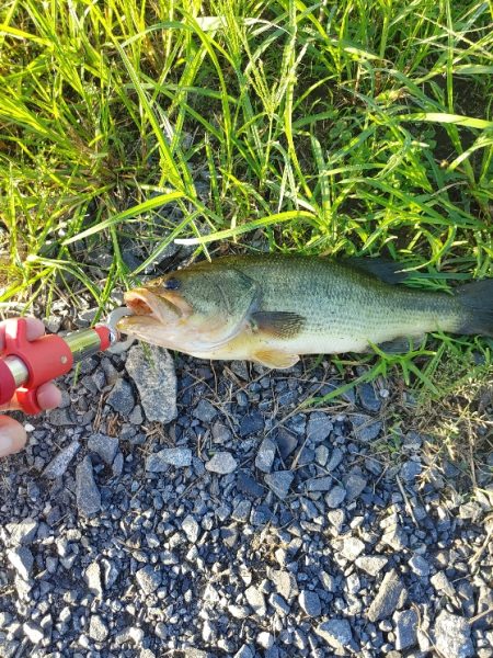 初めてブラックバス釣りました(^^)