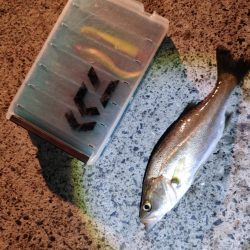 セイゴ24cmを3匹