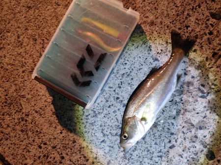 セイゴ24cmを3匹