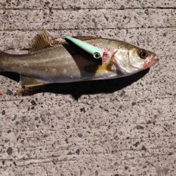 セイゴ一匹　トップで(^^)