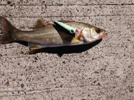 セイゴ一匹　トップで(^^)