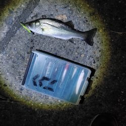 セイゴ7匹(18～24cm)