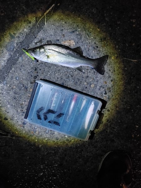 セイゴ7匹(18～24cm)