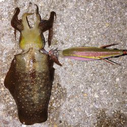 エギングとアジング