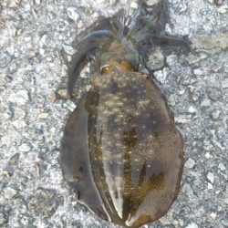 朝からエギング