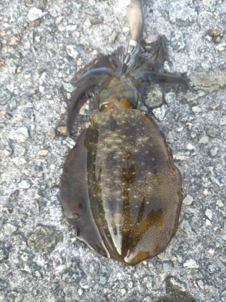 朝からエギング