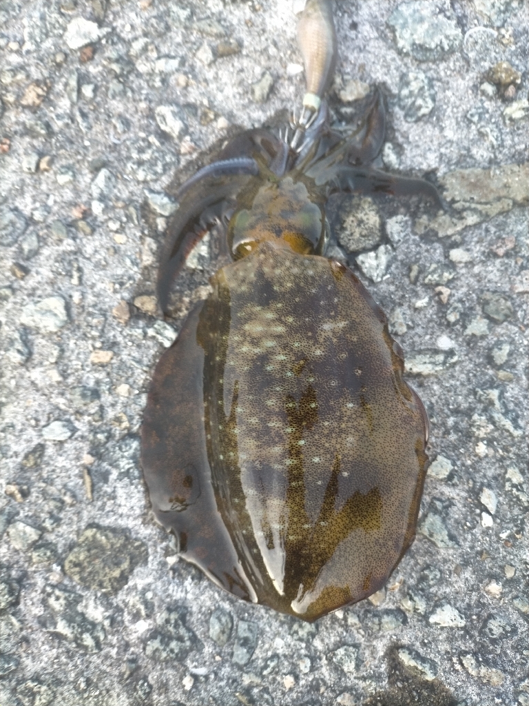 朝からエギング