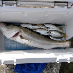 久々のでかいシーバス