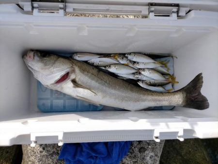 久々のでかいシーバス