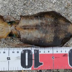 エギ＆チニング