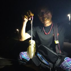 アオリの新子調査