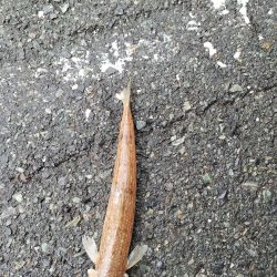 いつもと同じ釣果、、