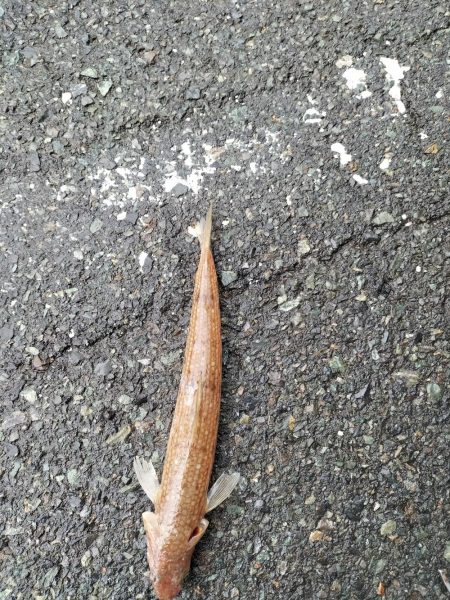 いつもと同じ釣果、、