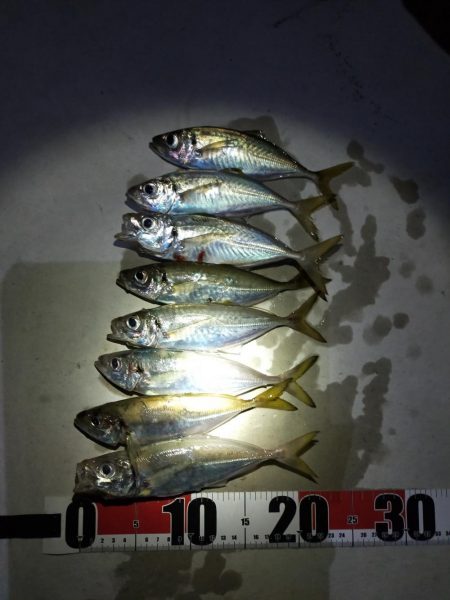 アジングの季節