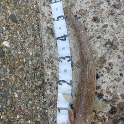 ビッグサイズ、、