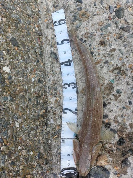 ビッグサイズ、、