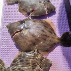 カワハギ釣り。えさ政から