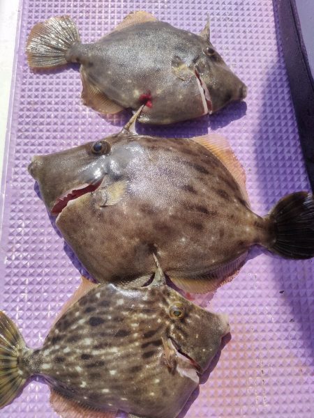 カワハギ釣り。えさ政から