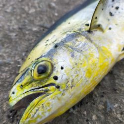 シイラが来てました