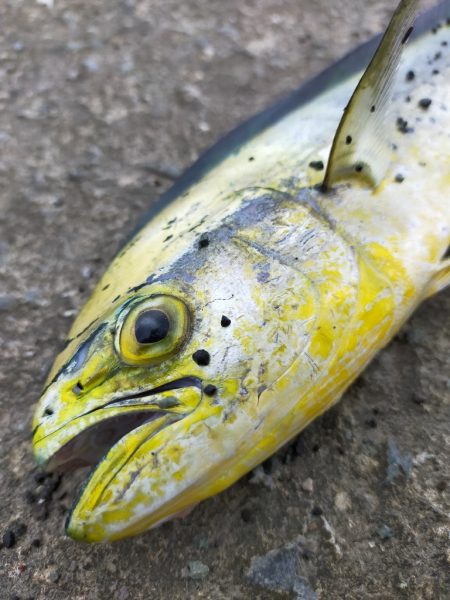 シイラが来てました