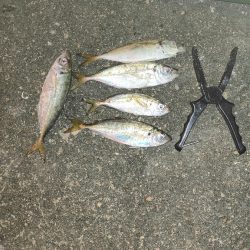 アジ釣りたい