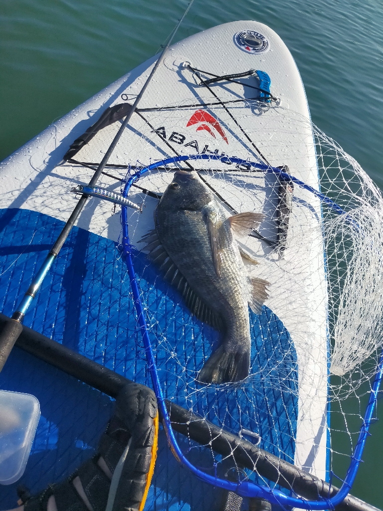 SUPフィッシング