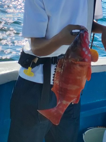 ソフトルアーでアカハタ◎長栄丸