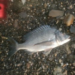 チニング、タコ