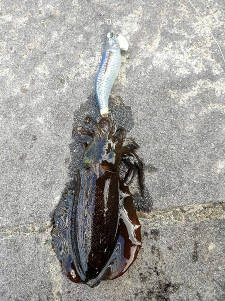 秋アオリイカ②