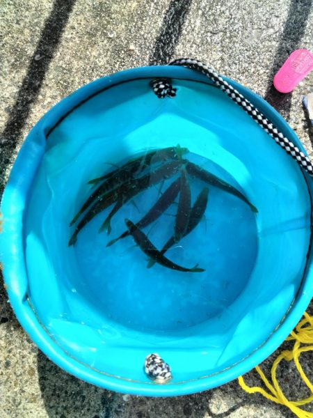 ファミリーフィッシング