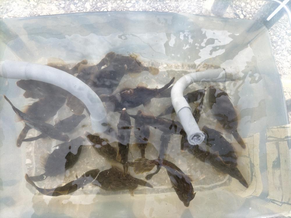 カワハギ爆釣！