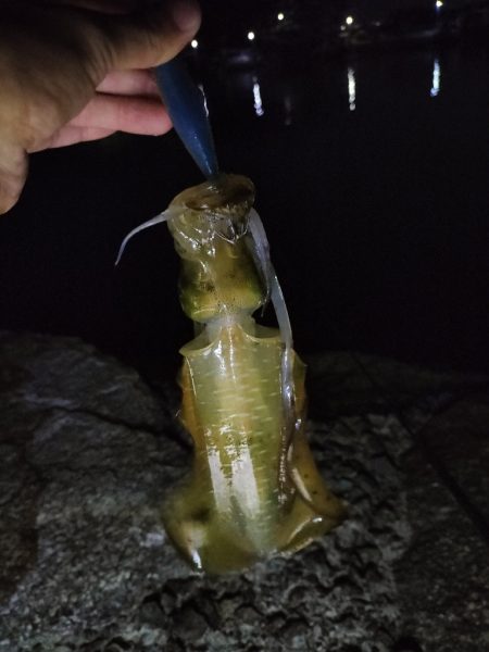 今季初エギング