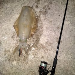 アオリイカ(トンカツサイズ)