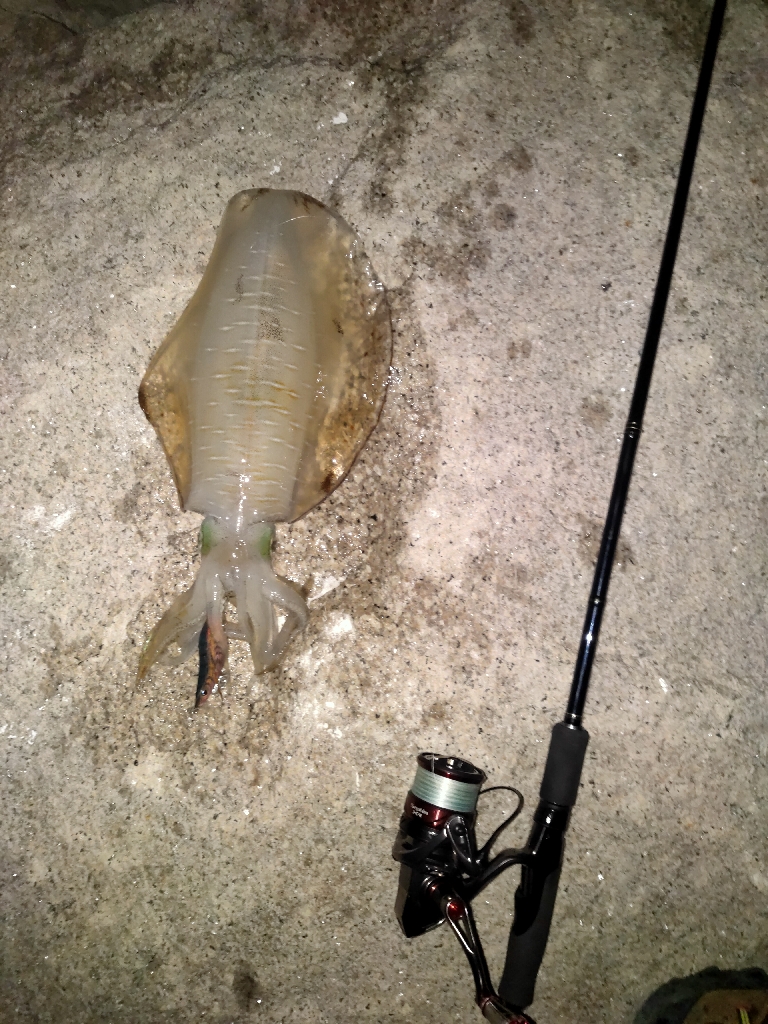 アオリイカ(トンカツサイズ)