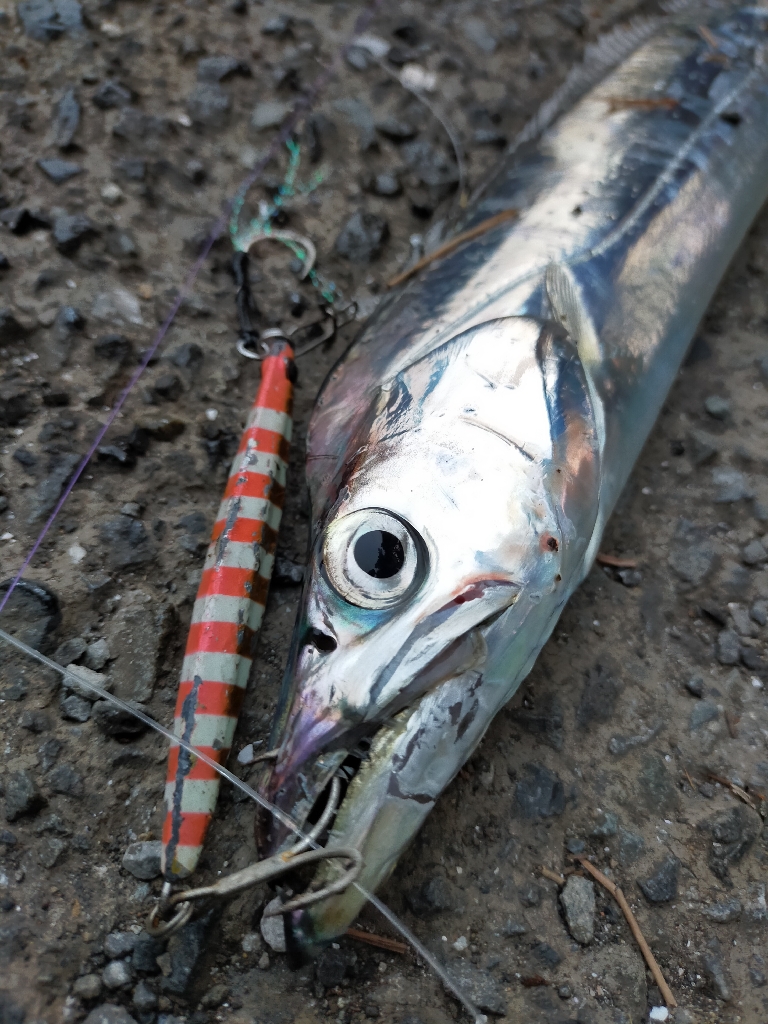 朝マヅメタチウオ