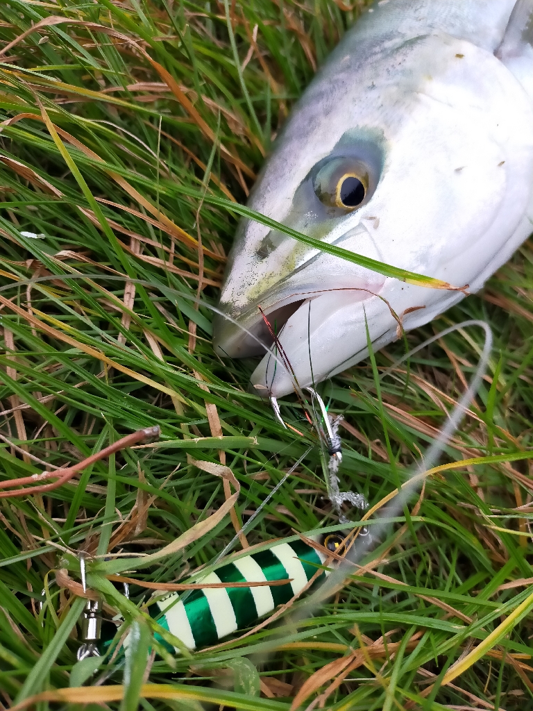 青物が戻ってきました