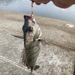 黒鯛に戻ります