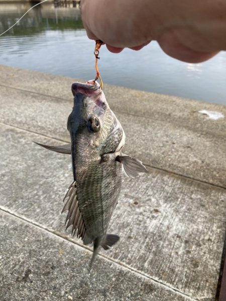 黒鯛に戻ります